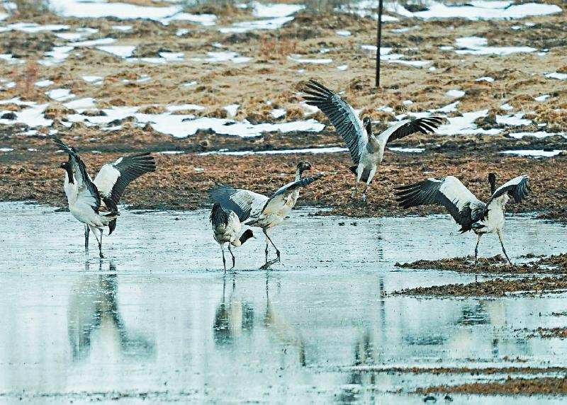  “湿地精灵”回家