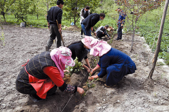 浙江新昌县科农茶树专业合作社捐赠小金县的1万株茶树苗进行试种