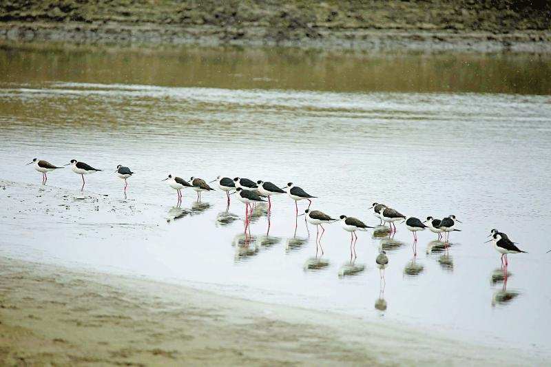 黑翅长脚鹬“飞”到红原