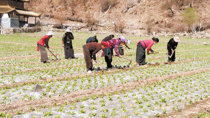 发展特色农业 助力乡村振兴