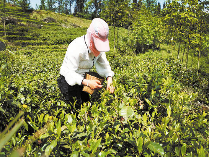 汶川县水磨镇：春茶飘香采茶忙