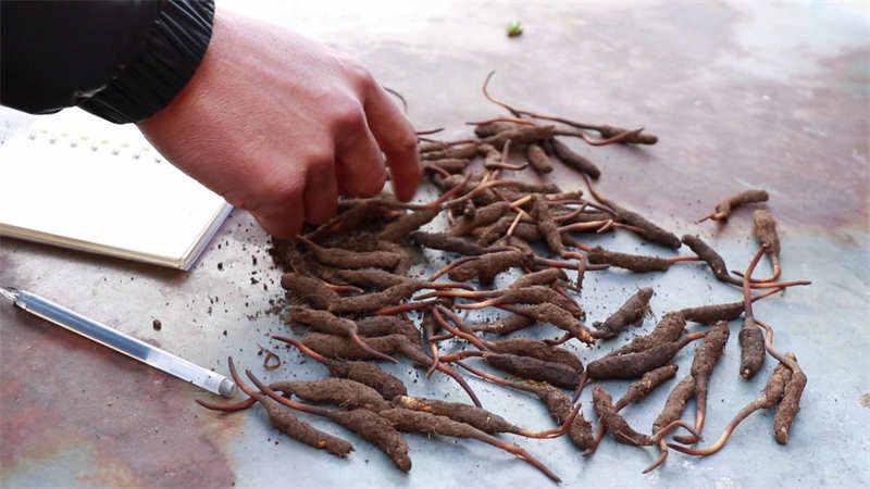 甘孜县“新草”上市 价格比往年有所上涨