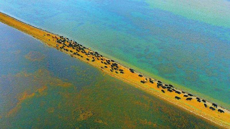 行走新巴蜀·甘孜②| 为黄河上游生态屏障站好“第一岗”