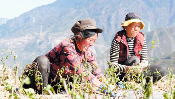 一朵菊花两地绽放