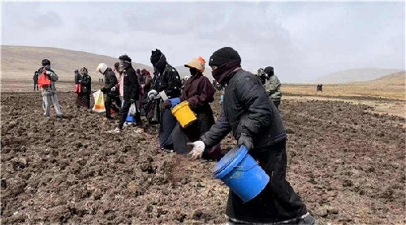 石渠县“五个到位”掀起全民种草热