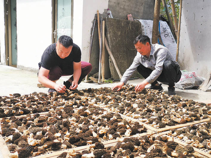 小小羊肚菌 撑开“致富伞”