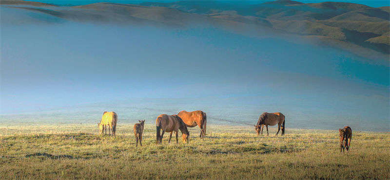 炉霍宗麦牧场美景醉人