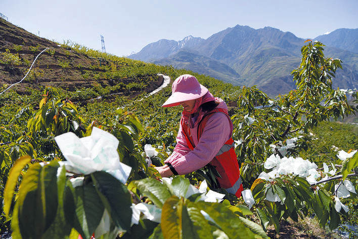 汶川县布瓦村开展甜樱桃套袋管理