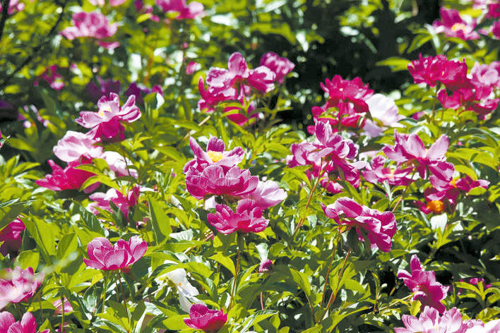 金川县安宁镇莫莫扎村:  芍药花海景致美