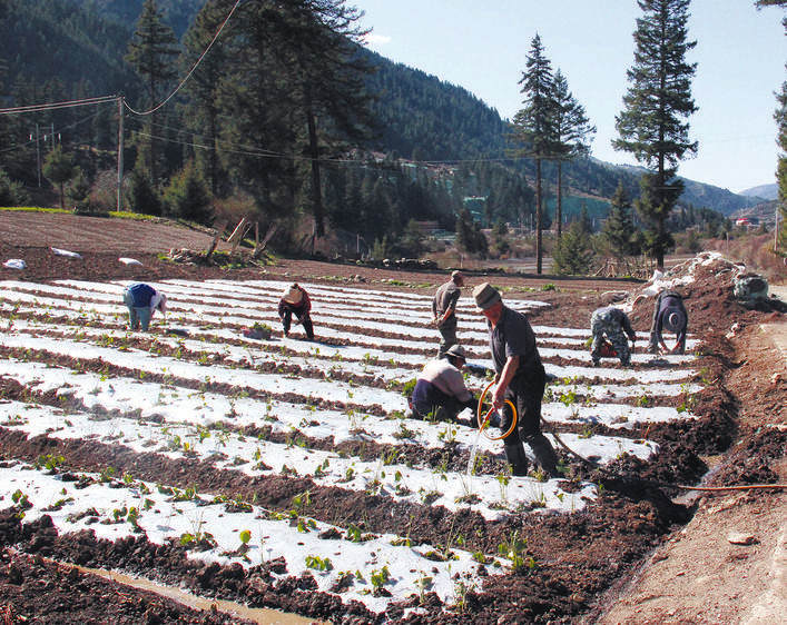 高山露天草莓种植忙
