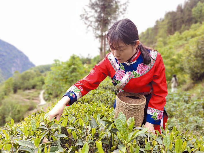 深山茶成为村民增收“金叶子”——松潘县白羊乡大力发展茶叶经济见闻