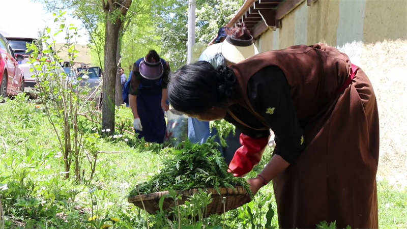 甘孜：高原野菜正当食  人间辛辣“河马草”
