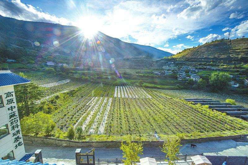 青白江帮扶九龙：倾智倾力 助推乡村振兴