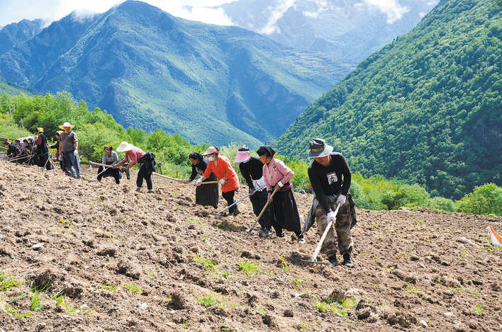 黑水县二古鲁村复耕闲置地种植牧草