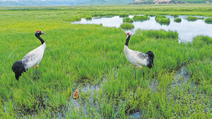 黑颈鹤“育宝”记