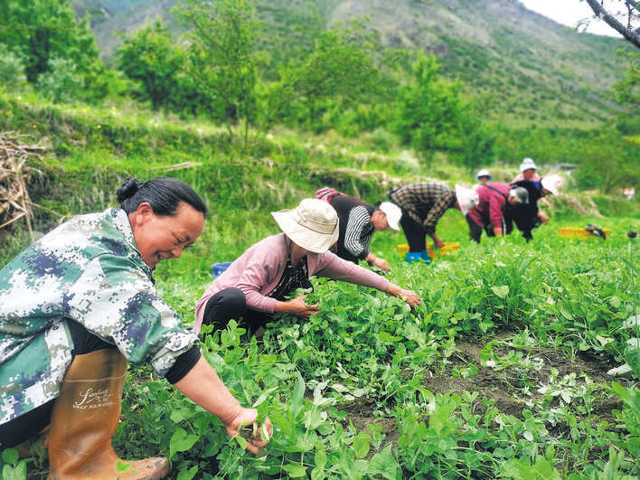金川县庆宁乡豌豆尖喜获丰收