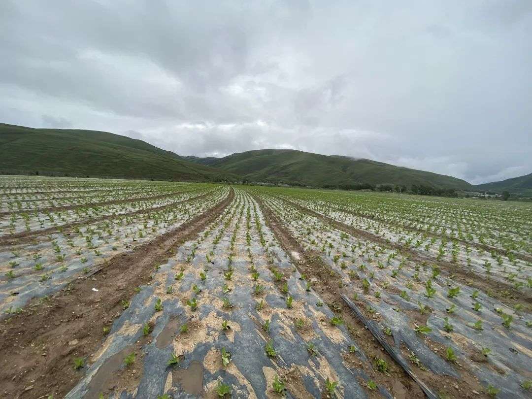 “青苗”敲开致富门 高原莴笋产奇效