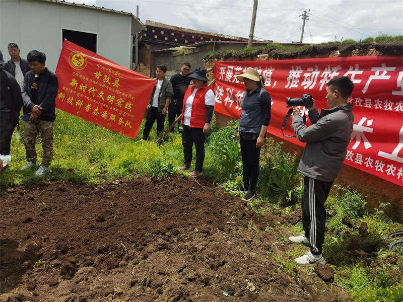 芫根种植带动农牧民增收致富