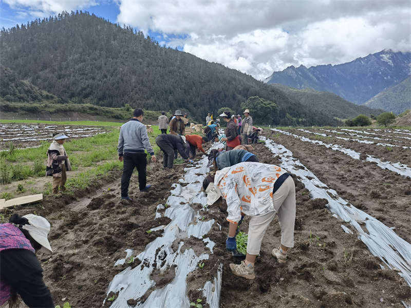 理塘县埃地村：闲置土地又生“金”