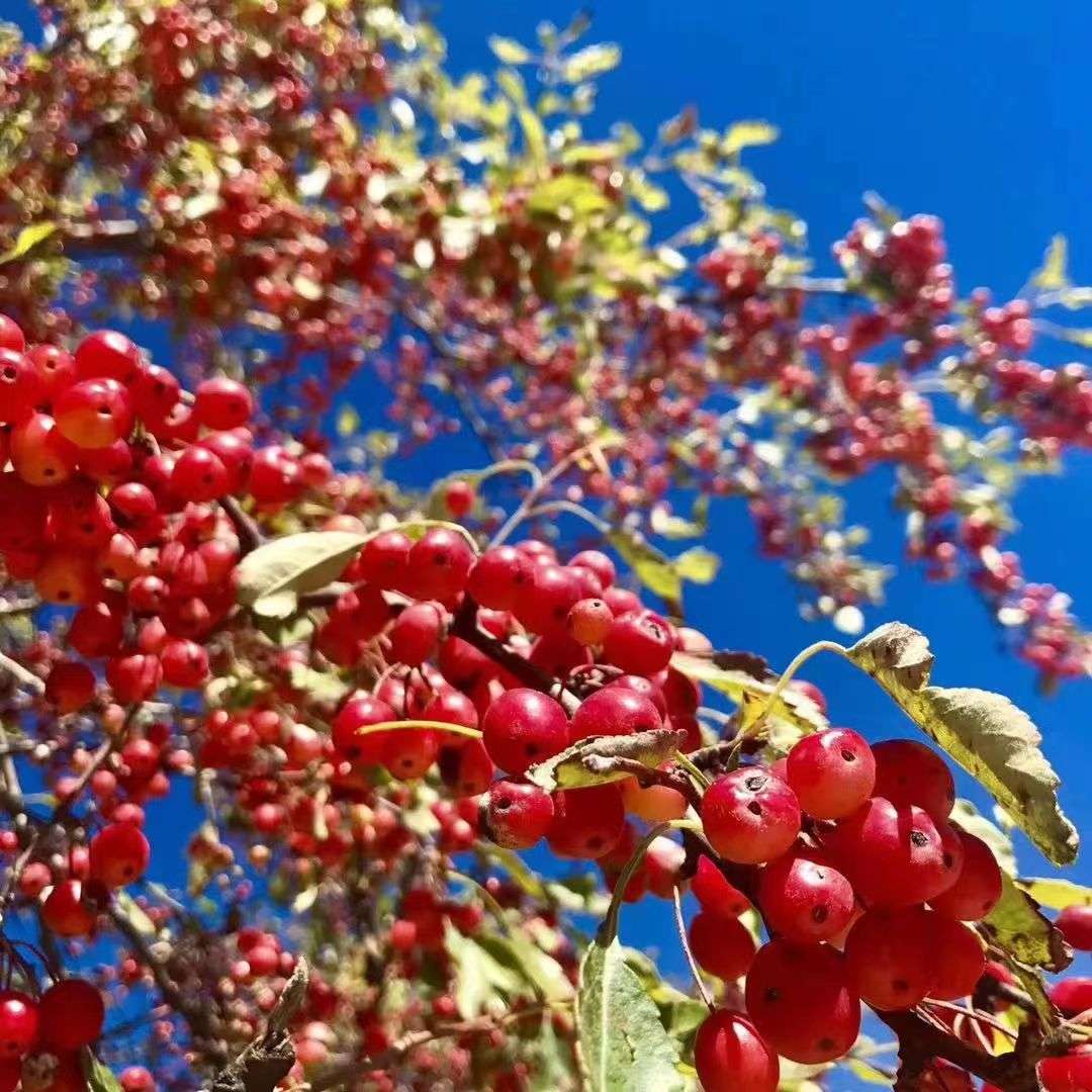 绿水青山看道孚  两山路上谋发展