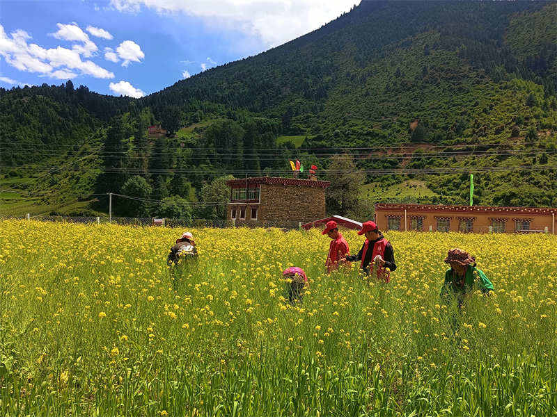 理塘县莫坝乡：油菜田间志愿服务忙