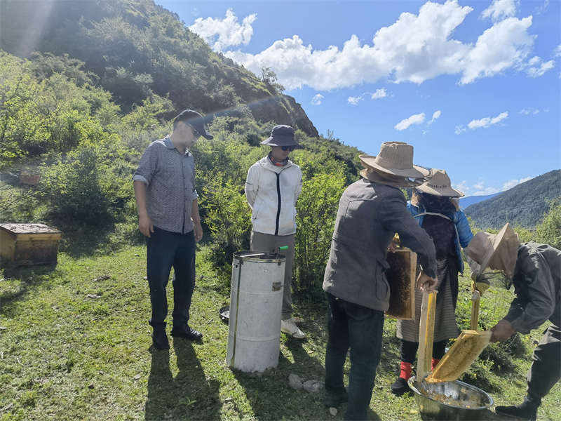 理塘县呷洼乡：增收“蜂”拥而至