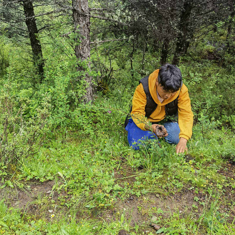 理塘：菌类收获季 采摘加工忙