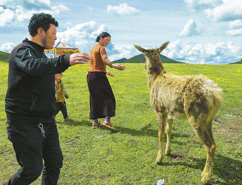 小白唇鹿“做客”牧民家