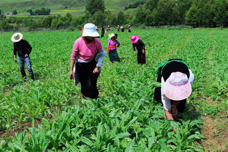 道孚县多措并举发展壮大村级集体经济