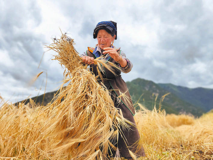 马尔康木尔多村：青稞收获正当时