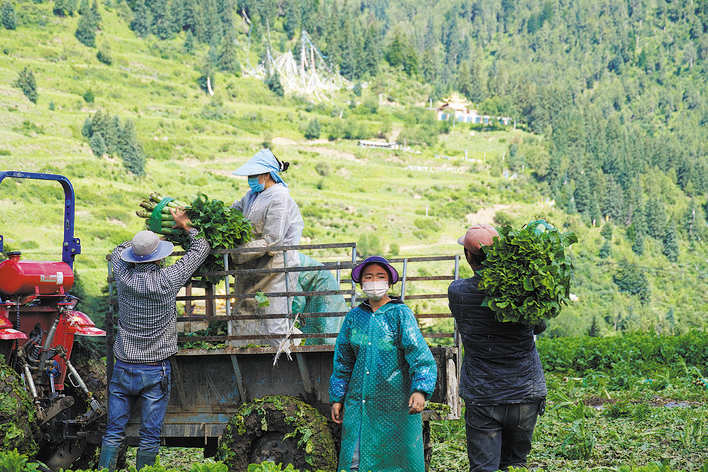 若尔盖上巴西村莴笋喜获丰收