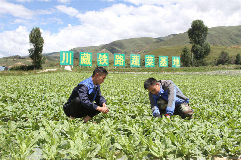 理塘县乃沙村：高原藏寨建起蔬菜基地