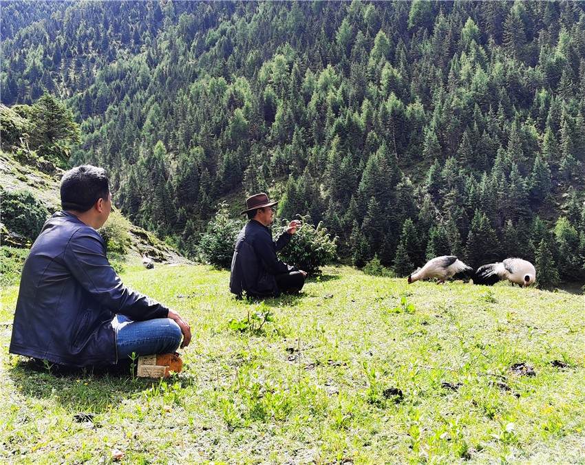 康定市甲根坝镇：藏马鸡与游客互动