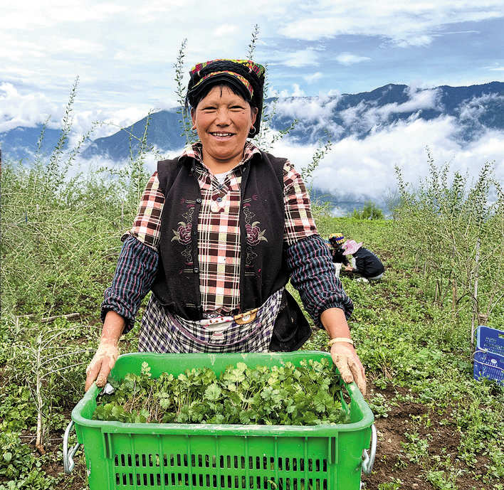 金川县河东乡旦甲木足村蔬菜产业助农增收