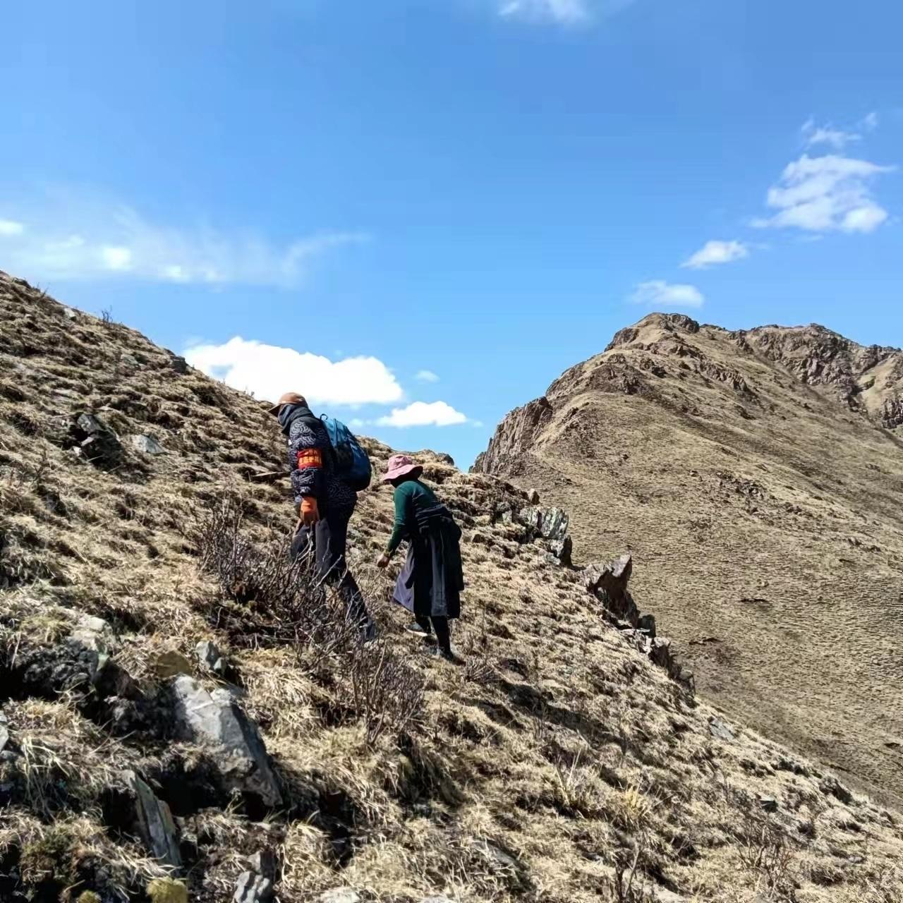 从5人增至97人，这群高原护林人24年坚守被拍成电影