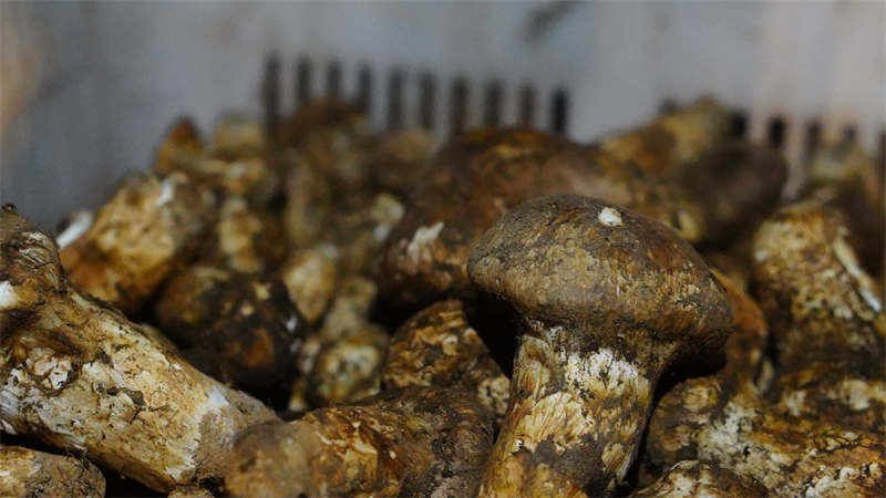 理塘松茸上市热卖