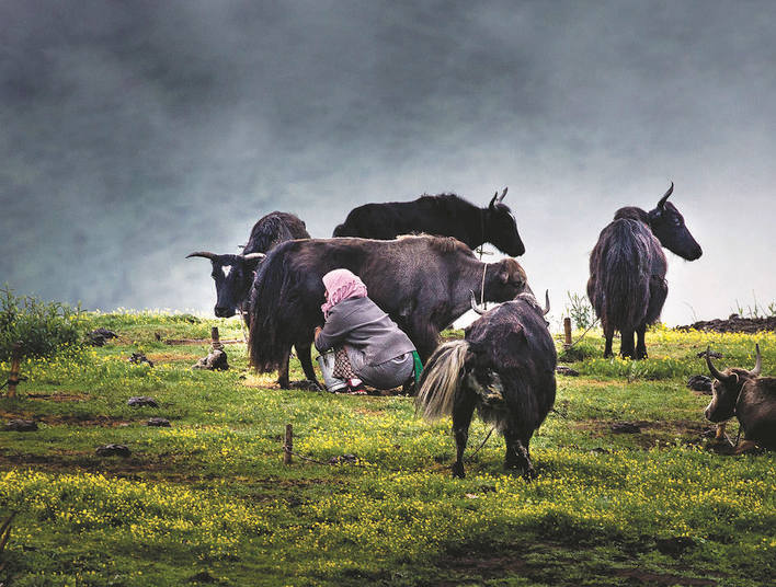 “摸家底 数宝贝” 过上“牛”日子——壤塘县探索振兴养殖业新发展路径