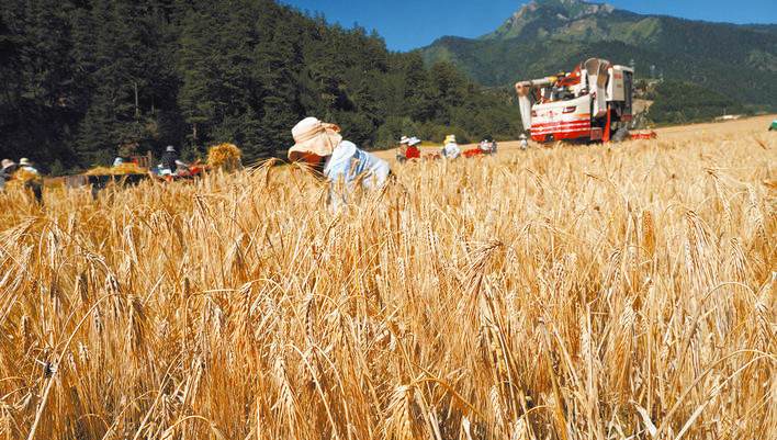 若尔盖县铁布镇青稞熟了