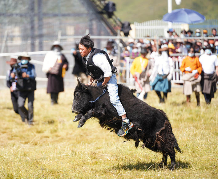 2022红原大草原第十届牦牛文化节活动精彩纷呈