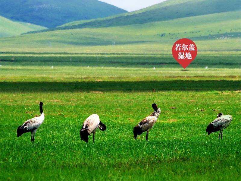 【我在乡村看见中国⑫】沙洲点点，水鸟翔集，探秘黄河九曲第一湾若尔盖生态之变的“金钥匙”