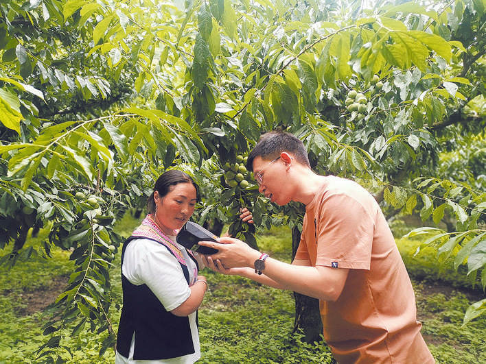 浙江省数字农业服务平台落户茂县