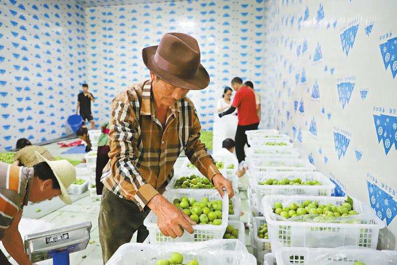 黑水脆李丰收 浙江帮找销路