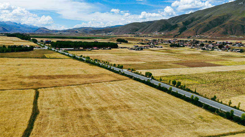 “康北粮仓”丰收田野美如画