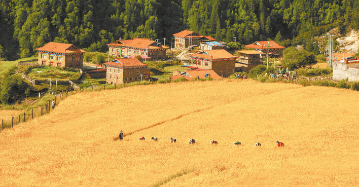 金灿灿麦穗藏满串串“黑珍珠”——金川县俄热乡工作队齐心协力助秋收