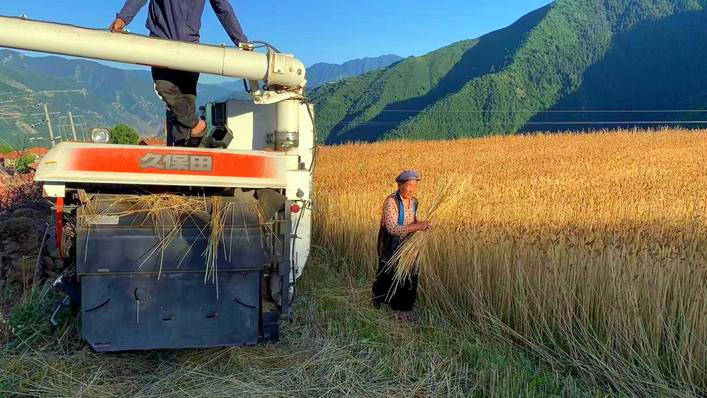黑水俄窝村：小麦覆陇黄 农机收割忙