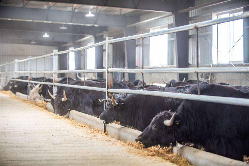 理塘：现代牦牛园 开发全产业