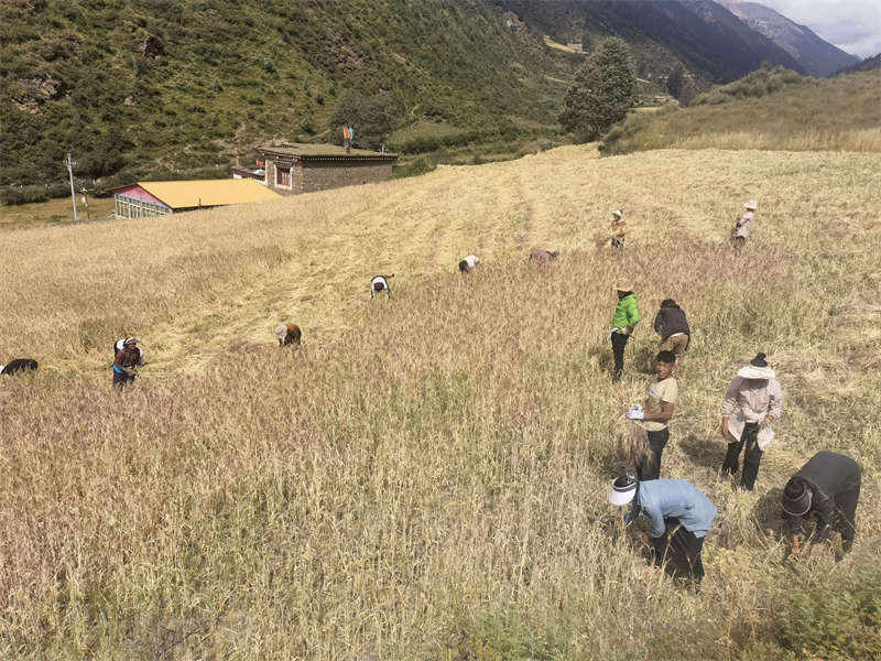 理塘县莫坝乡：志愿者助农秋收