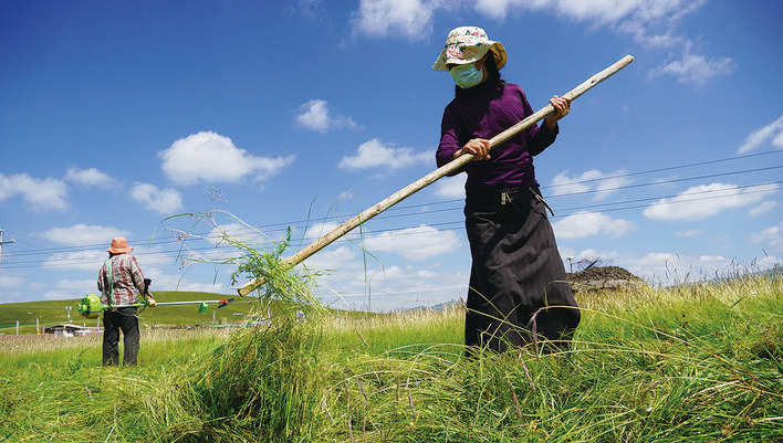 若尔盖县阿西镇抢收牧草备冬草
