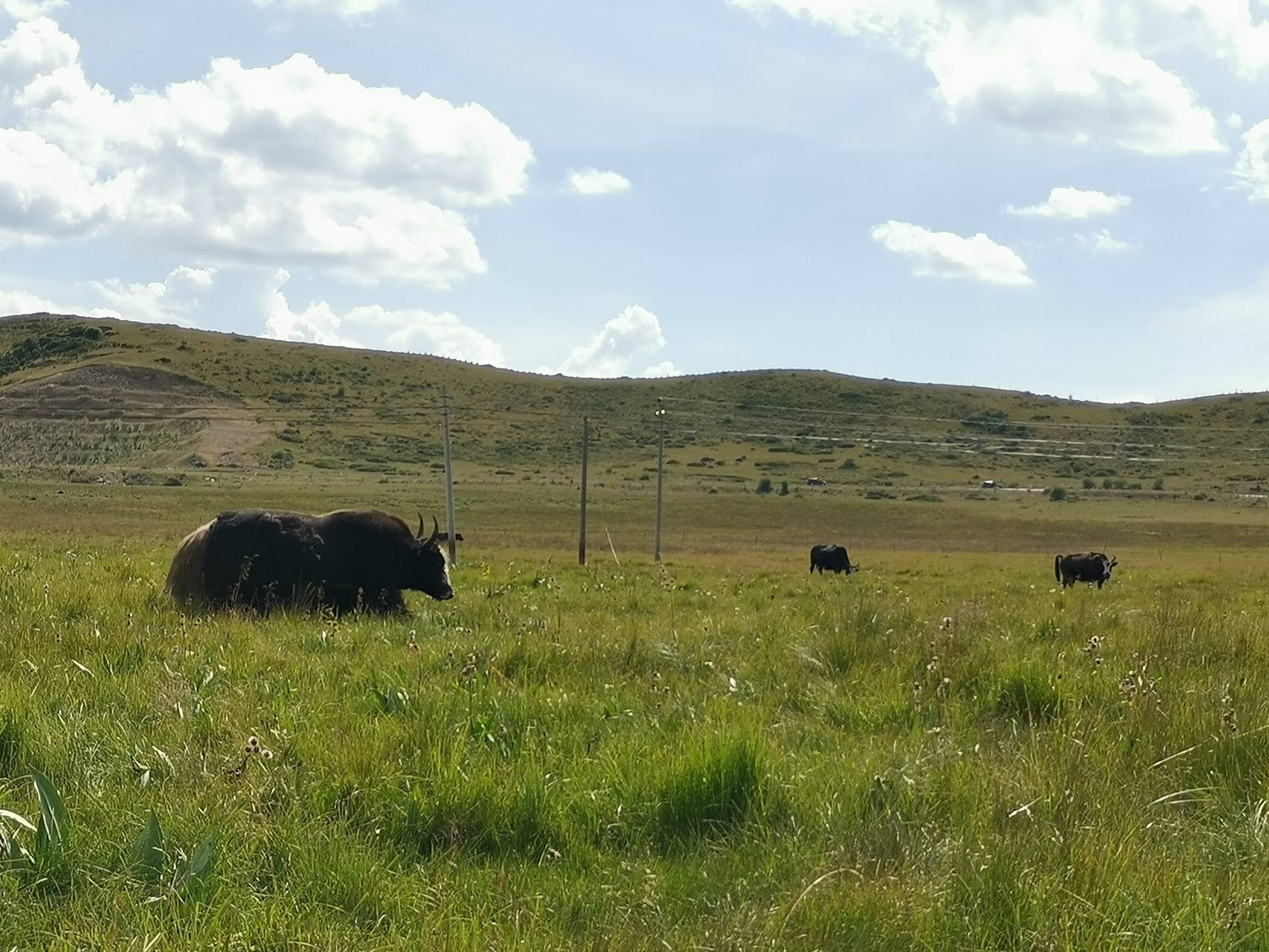 多彩红原赶“烤”① | 草提前一个月黄了，牦牛冬季缺粮将更严重……