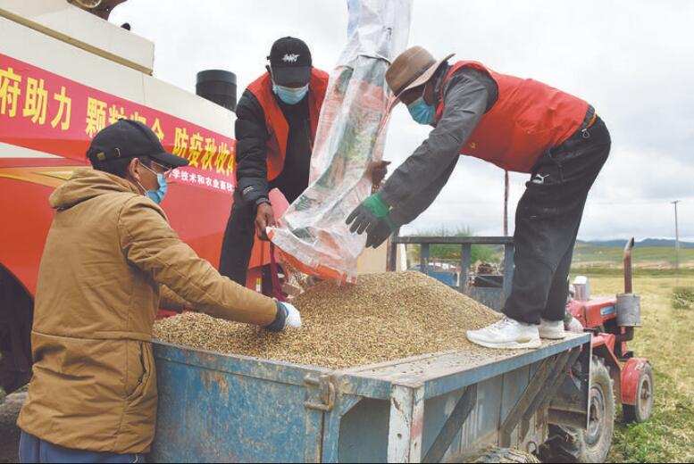 阿坝县龙藏乡抗疫秋收两不误